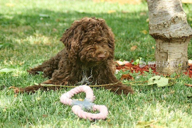 幼犬母狗- Lagotto Romagnolo